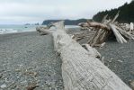 PICTURES/Rialto Beach/t_Logs4.JPG